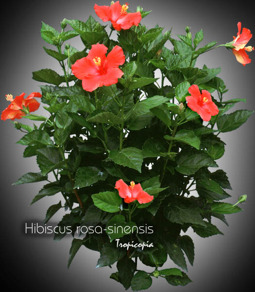Flower - Hibiscus rosa-sinensis - Chinese hibiscus